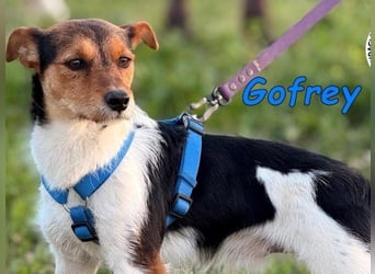 Gofrey geb. 05/2025 (ESP) - verträglicher und liebevoller Junghund sucht sein Zuhause!