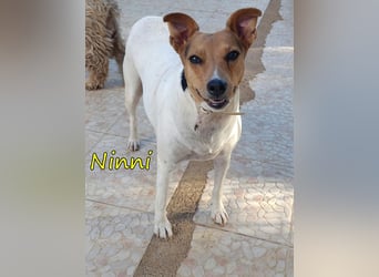 Ninni geb. 06/2024 (ESP) - unkomplizierte Hundedame sucht ihr Glück!