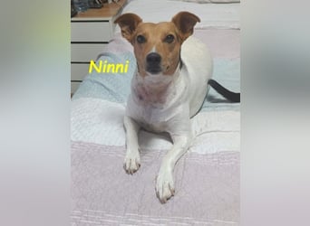 Ninni geb. 06/2024 (ESP) - unkomplizierte Hundedame sucht ihr Glück!