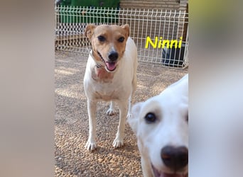 Ninni geb. 06/2024 (ESP) - unkomplizierte Hundedame sucht ihr Glück!
