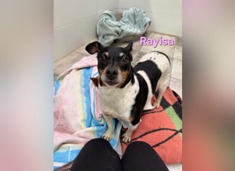 Rayisa geb. 03/2019 (ESP) - unkomplizierte Traumhündin, ein echter Sonnenschein!