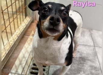 Rayisa geb. 03/2019 (ESP) - unkomplizierte Traumhündin, ein echter Sonnenschein!