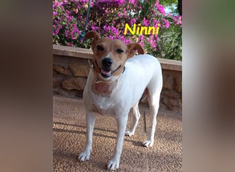 Ninni geb. 06/2024 (ESP) - unkomplizierte Hundedame sucht ihr Glück!