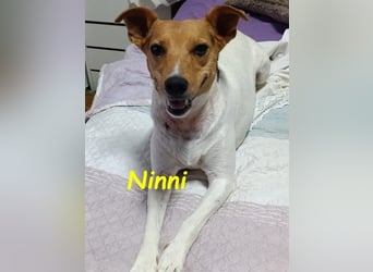 Ninni geb. 06/2024 (ESP) - unkomplizierte Hundedame sucht ihr Glück!