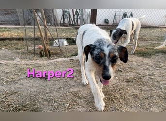 Harper2 geb. 03/2022 (ESP), sanfte und Liebevolle Hündin sucht ihr Glück