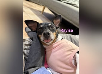 Rayisa geb. 03/2019 (ESP) - unkomplizierte Traumhündin, ein echter Sonnenschein!