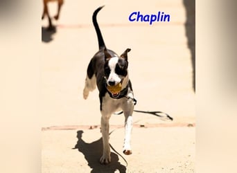 Chaplin geb. 04/2024 (ESP) - charmanter, verspielter und geselliger Bodeguero-Podenco-Mix!