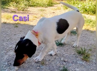 Casi geb. 07/2025 (ESP) - menschenbezogen und fröhlich sucht vertrauenswürdig und liebevoll!