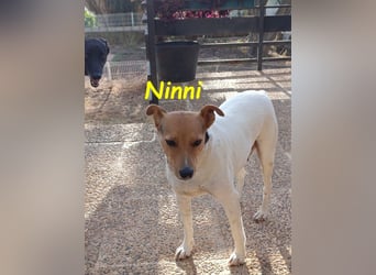 Ninni geb. 06/2024 (ESP) - unkomplizierte Hundedame sucht ihr Glück!
