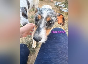 Harper2 geb. 03/2022 (ESP), sanfte und Liebevolle Hündin sucht ihr Glück