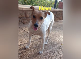 Ninni geb. 06/2024 (ESP) - unkomplizierte Hundedame sucht ihr Glück!