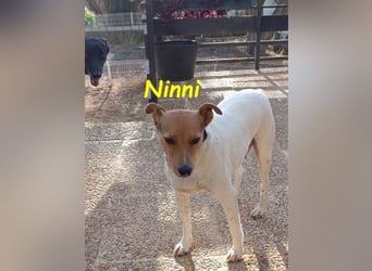 Ninni geb. 06/2024 (ESP) - unkomplizierte Hundedame sucht ihr Glück!