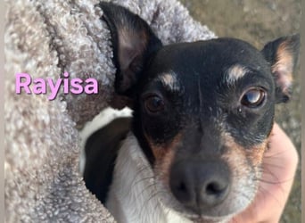 Rayisa geb. 03/2019 (ESP) - unkomplizierte Traumhündin, ein echter Sonnenschein!