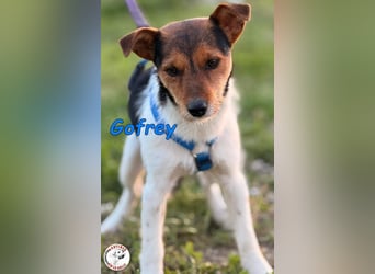 Gofrey geb. 05/2025 (ESP) - verträglicher und liebevoller Junghund sucht sein Zuhause!