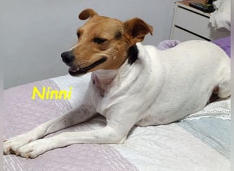 Ninni geb. 06/2024 (ESP) - unkomplizierte Hundedame sucht ihr Glück!