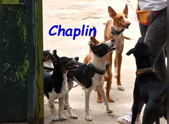 Chaplin geb. 04/2024 (ESP) - charmanter, verspielter und geselliger Bodeguero-Podenco-Mix!