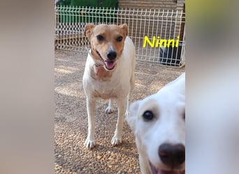 Ninni geb. 06/2024 (ESP) - unkomplizierte Hundedame sucht ihr Glück!