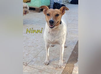 Ninni geb. 06/2024 (ESP) - unkomplizierte Hundedame sucht ihr Glück!