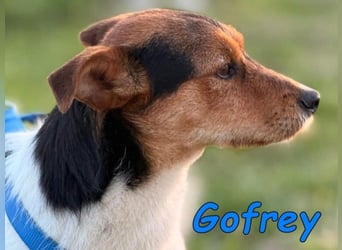 Gofrey geb. 05/2025 (ESP) - verträglicher und liebevoller Junghund sucht sein Zuhause!