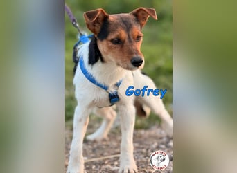 Gofrey geb. 05/2025 (ESP) - verträglicher und liebevoller Junghund sucht sein Zuhause!