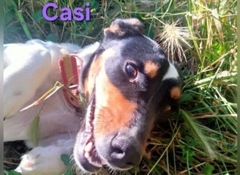 Casi geb. 07/2025 (ESP) - menschenbezogen und fröhlich sucht vertrauenswürdig und liebevoll!