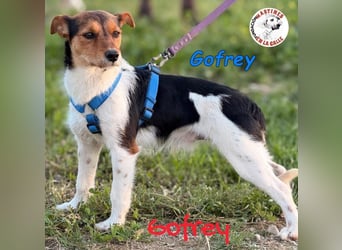 Gofrey geb. 05/2025 (ESP) - verträglicher und liebevoller Junghund sucht sein Zuhause!