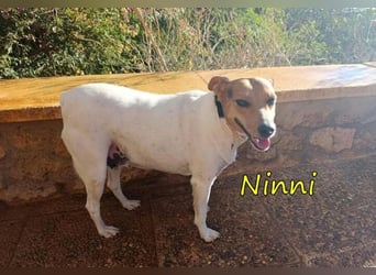 Ninni geb. 06/2024 (ESP) - unkomplizierte Hundedame sucht ihr Glück!