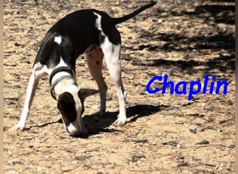 Chaplin geb. 04/2024 (ESP) - charmanter, verspielter und geselliger Bodeguero-Podenco-Mix!
