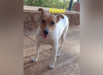 Ninni geb. 06/2024 (ESP) - unkomplizierte Hundedame sucht ihr Glück!
