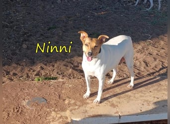 Ninni geb. 06/2024 (ESP) - unkomplizierte Hundedame sucht ihr Glück!