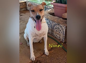 Ninni geb. 06/2024 (ESP) - unkomplizierte Hundedame sucht ihr Glück!