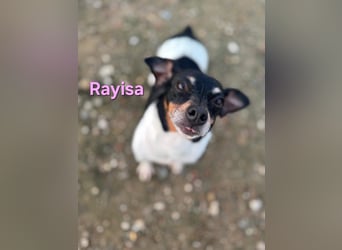 Rayisa geb. 03/2019 (ESP) - unkomplizierte Traumhündin, ein echter Sonnenschein!