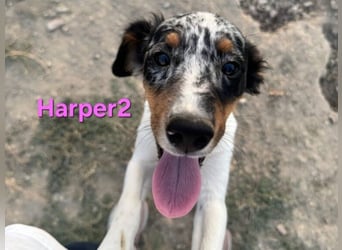 Harper geb. 03/2022 (ESP) - unkompliziertes Mischlingsmädchen, ein ganz besonderer Schatz!