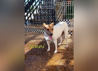 Ninni geb. 06/2024 (ESP) - unkomplizierte Hundedame sucht ihr Glück!