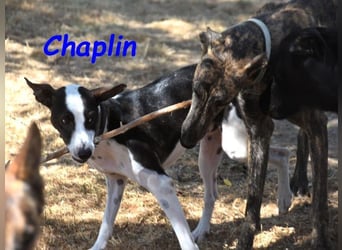 Chaplin geb. 04/2024 (ESP) - charmanter, verspielter und geselliger Bodeguero-Podenco-Mix!
