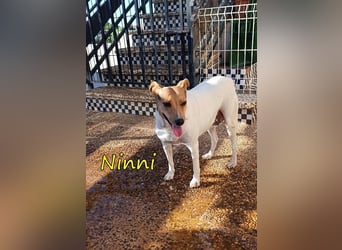 Ninni geb. 06/2024 (ESP) - unkomplizierte Hundedame sucht ihr Glück!