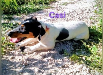 Casi geb. 07/2025 (ESP) - menschenbezogen und fröhlich sucht vertrauenswürdig und liebevoll!