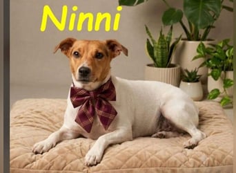 Ninni geb. 06/2024 (ESP) - unkomplizierte Hundedame sucht ihr Glück!