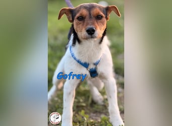 Gofrey geb. 05/2025 (ESP) - verträglicher und liebevoller Junghund sucht sein Zuhause!