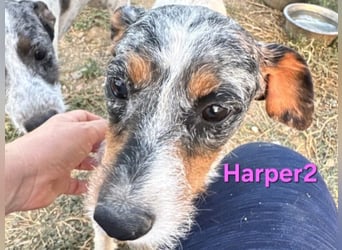 Harper geb. 03/2022 (ESP) - unkompliziertes Mischlingsmädchen, ein ganz besonderer Schatz!