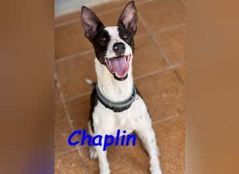 Chaplin geb. 04/2024 (ESP) - charmanter, verspielter und geselliger Bodeguero-Podenco-Mix!