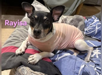 Rayisa geb. 03/2019 (ESP) - unkomplizierte Traumhündin, ein echter Sonnenschein!