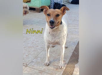 Ninni geb. 06/2024 (ESP) - unkomplizierte Hundedame sucht ihr Glück!