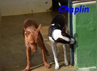 Chaplin geb. 04/2024 (ESP) - charmanter, verspielter und geselliger Bodeguero-Podenco-Mix!