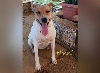 Ninni geb. 06/2024 (ESP) - unkomplizierte Hundedame sucht ihr Glück!