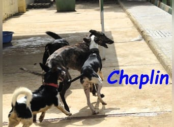 Chaplin geb. 04/2024 (ESP) - charmanter, verspielter und geselliger Bodeguero-Podenco-Mix!