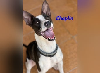 Chaplin geb. 04/2024 (ESP) - charmanter, verspielter und geselliger Bodeguero-Podenco-Mix!