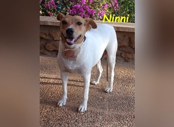 Ninni geb. 06/2024 (ESP) - unkomplizierte Hundedame sucht ihr Glück!
