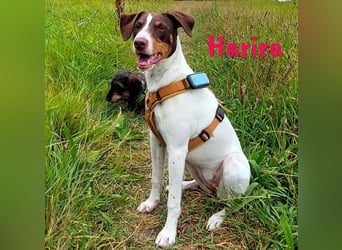 Harira geb. 12/2024 (in Deutschland) - neugierige und clevere Bodeguero-Pinscher-Mix Junghündin!