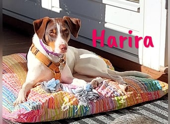 Harira geb. 12/2024 (in Deutschland) - neugierige und clevere Bodeguero-Pinscher-Mix Junghündin!